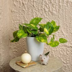Potted Plants
